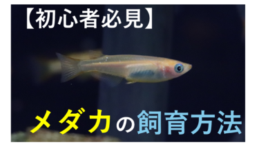 【初心者】メダカの飼い方を解説！必要なものや屋内・屋外の飼育方法の違いも解説！