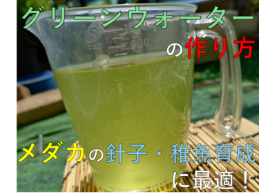 【メダカ針子育成】グリーンウォーターの作り方を解説！【青水】【メダカの繁殖】