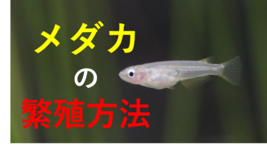 【メダカの繁殖】メダカを増やす方法を徹底解説！　【初心者】｜アクアリウムわかば