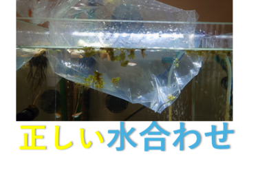 【水合わせ】水槽に魚を入れるときに水合わせは必須！【初心者】【アクアリウム】