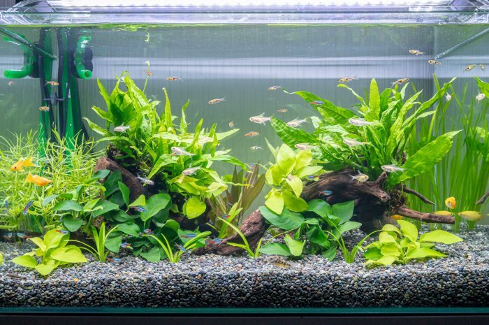 アクアリウム水槽の立ち上げ手順を徹底解説！【アクアリウム 初心者】