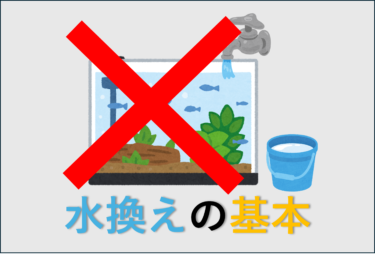 水換えの適切な方法を解説！【アクアリウム】【初心者】