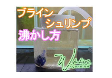 ブラインシュリンプの沸かし方を解説！【メダカ　稚魚　アクアリウム】【アルテミア】　