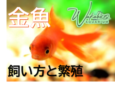 金魚の飼い方と繁殖について解説！【金魚　飼育　アクアリウムわかば】